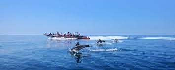 Bottlenose dolphins jumping in Sado Estuary waters