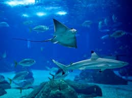 Main central tank at Oceanário de Lisboa with diverse marine life