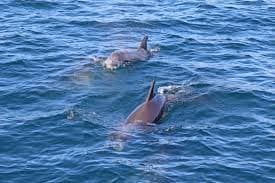 Tour boat with passengers observing dolphins