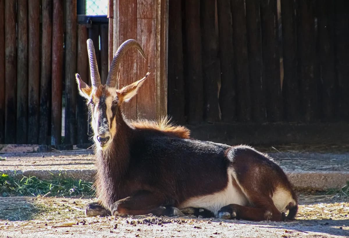 Jardim Zoológico de Lisboa (Lisbon Zoo)