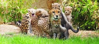 Historic Tram 28 in Lisbon