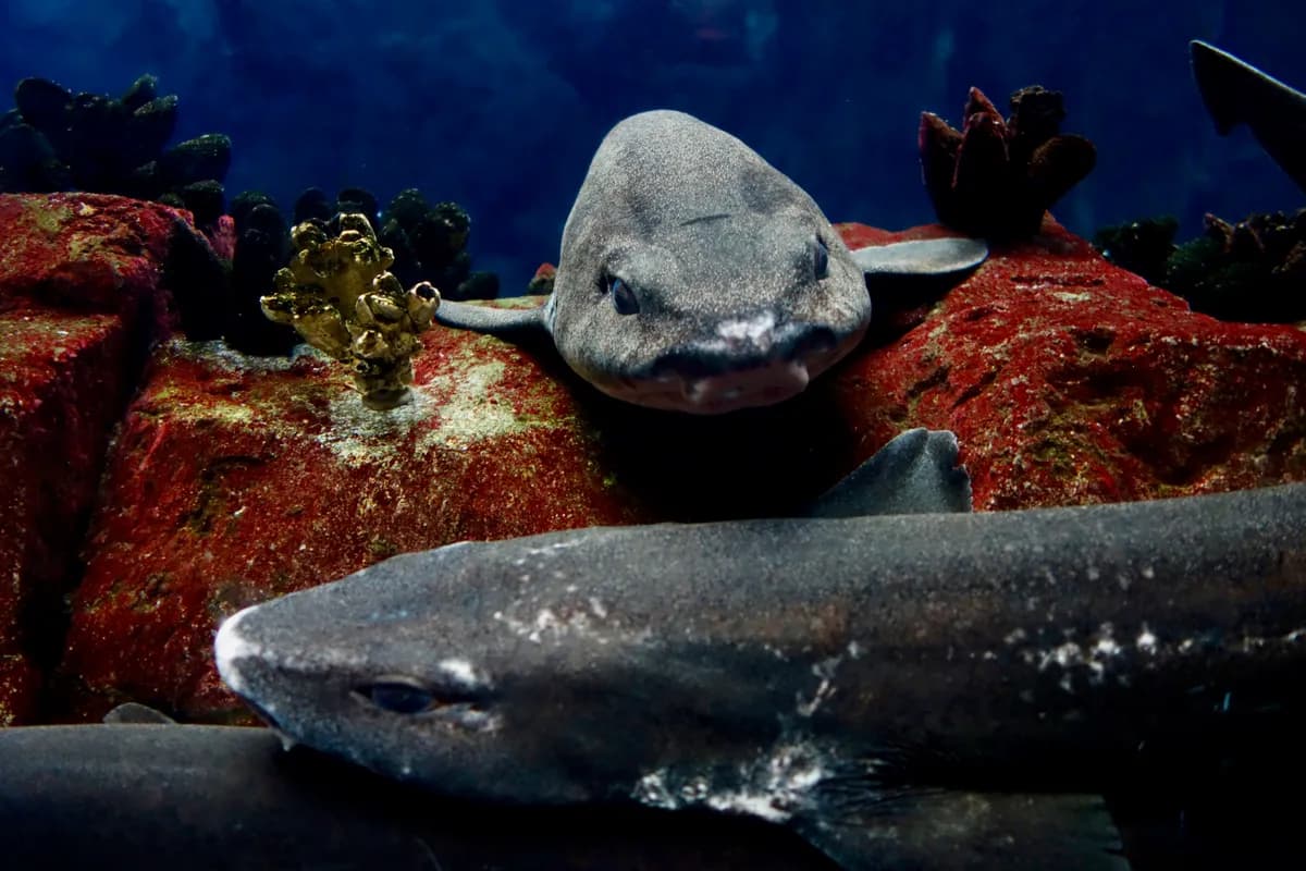 Oceanário de Lisboa
