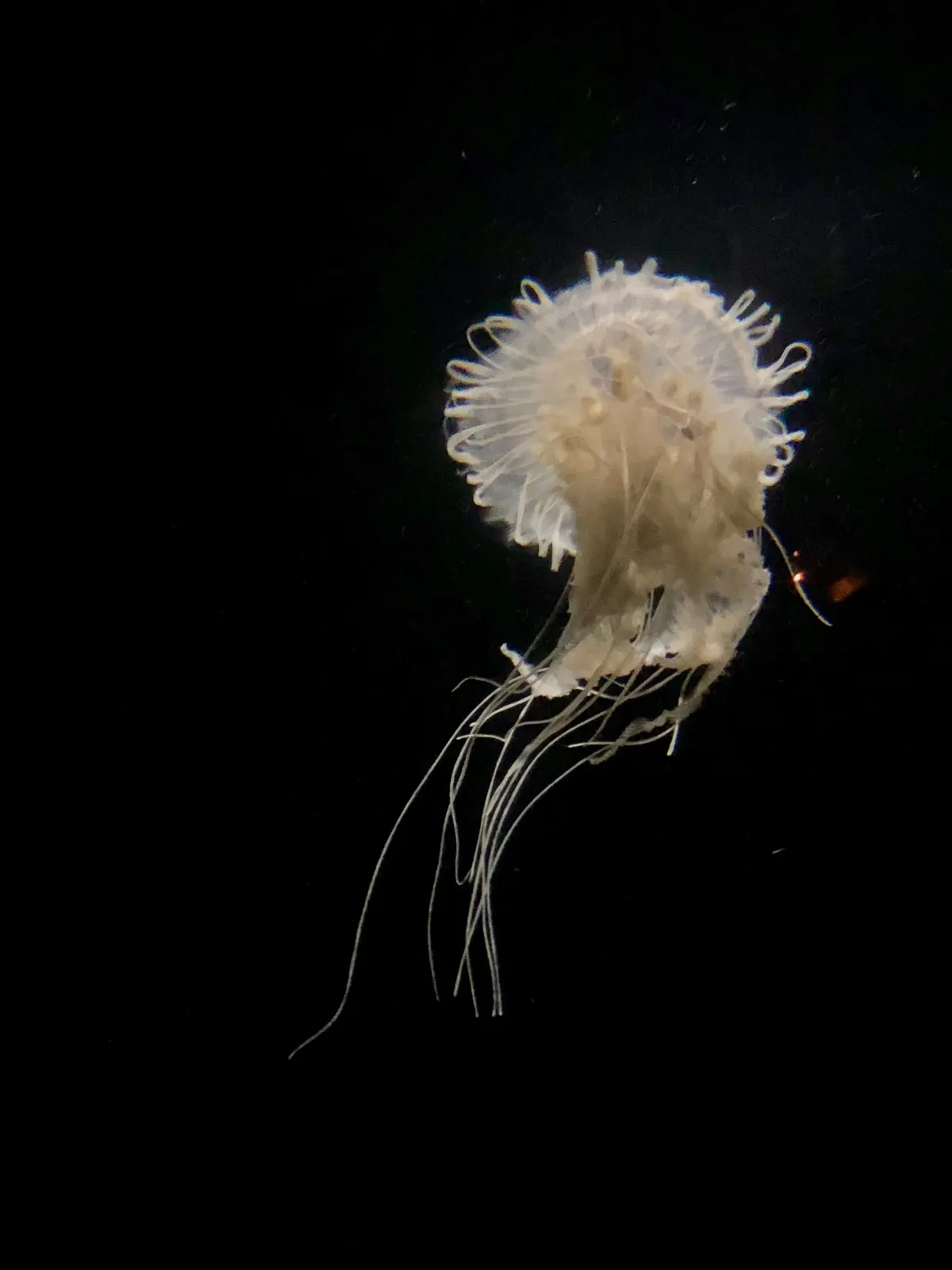 Oceanário de Lisboa